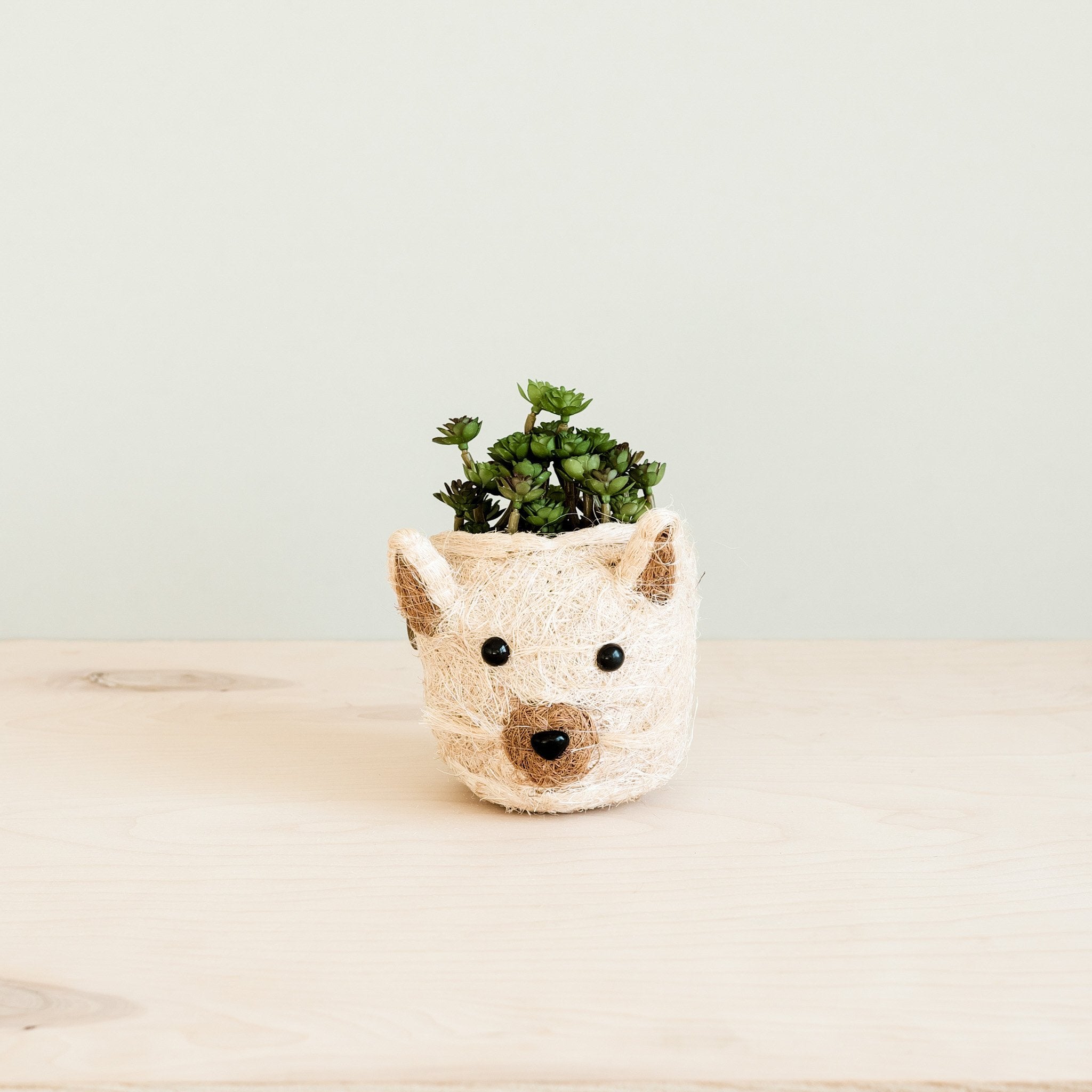 Cat Succulent Planter - Animal Head Planters | LIKHÂ by LIKHÂ